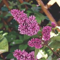 P9 LILAK JOSIKAEA RZADKO SPOTYKANY KRZEWY24