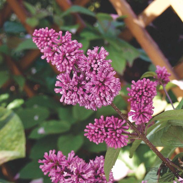 P9 LILAK JOSIKAEA RZADKO SPOTYKANY KRZEWY24 zdjęcie 1