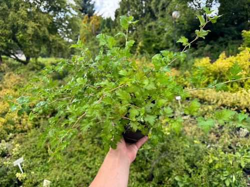 Tawulec pogięty 'Crispa' Zielony Dywan Zadarnia (Stephanandra incisa) 2.0L na Arena.pl