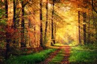 Fototapeta Las Barwy Jesieni NATURA do Sypialni 360x240