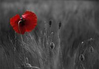 FOTOTAPETA polne kwiaty maki zboże widok 350x245