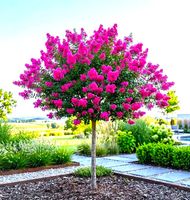 LAGERSTROEMIA na pniu różowa bez południa 100 / 120 CM