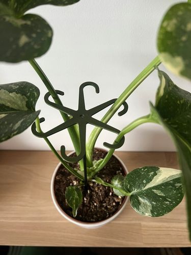 Podpórki do kwiatów podpórka chwytak z prętem 33cm OCTOPUS M 15cm 3 szt. na Arena.pl