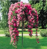 RÓŻA szczepiona na pniu odporna na mróz ciemno czerwona - sadzonki 80 / 100 cm
