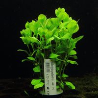 Ludwigia palustris Rośliny do akwarium łatwa