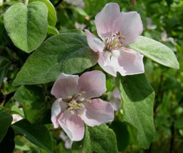 PIGWA POSPOLITA Cydonia oblonga - NASIONA 300 sztuk - 10g. zdjęcie 2