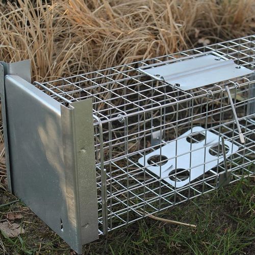 żywołapka pułapka na szczury gryzonie duża łapka na Arena.pl