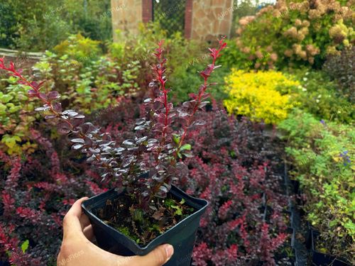 Berberys Thunberga 'Dart's Red Lady' (Berberis thunbergii) Poj. 2.0L na Arena.pl