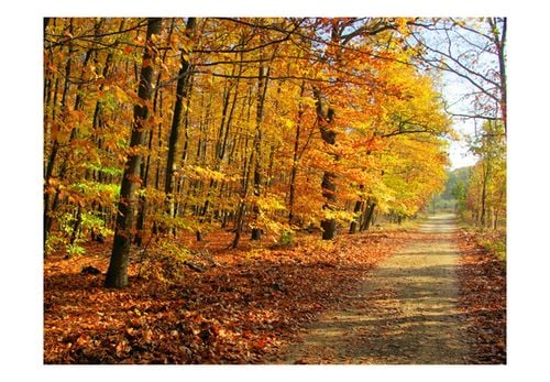 Fototapeta - Beech forest 300x231 na Arena.pl