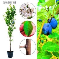 Śliwa Early Blue intensywna barwa owoców 180-220 cm