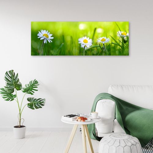 Obraz na płótnie – Canvas, Stokrotki 140x45 na Arena.pl