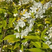 Żylistek wysmukły 'Aurea' Żółte liście (Deutzia gracilis 'Aurea') 2.0L
