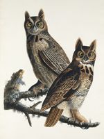 Plakat 75x100cm Puchacz Wirginijski, J.J. Audubon Vintage do Salonu