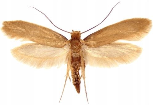 bros - zielona moc płyn na mole spożywcze 500ml na Arena.pl