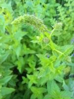 Mięta pieprzowa aromatyczna przyprawa i herbata