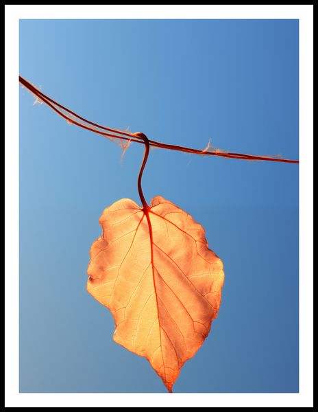 Plakat 60x80cm Ostatni Liść zdjęcie 3