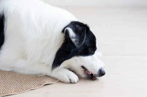 Kiełbaski z wołowiny - Przysmaki dla psa 500g SNAPPY na Arena.pl