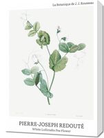 Obraz 50x70cm Desig Lolliradio Pea Flower, Redoute Vintage do Salonu