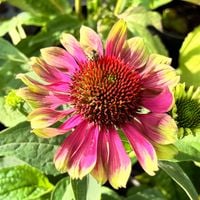 Jeżówka purpurowa 'Praire Blaze Vintage Lime' (Echinacea purpurea) 2.0L