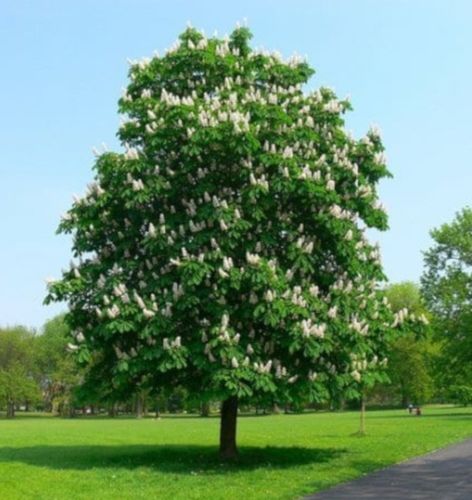 KASZTANOWIEC ZWYCZAJNY Aesculus hippocastanum - NASIONA 8 sztuk - 100g. na Arena.pl