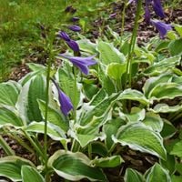 Funkia Hosta 'Emily Dickinson' wiele sadzonek Doniczka 2.0L