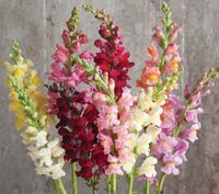 NASIONA Kwiatów Lwia Paszcza Wysoka Mieszanka MIX 0,5g Kwiaty 410077