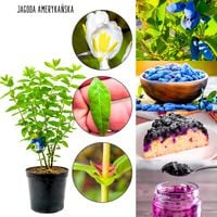 Jagoda Amerykańska regularne plonowanie KRZEW 40-70 cm