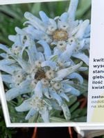 Szarotka Souliego Alpina White na skalniak