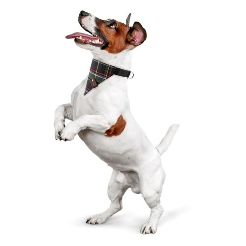 modna obroża dla psa z bandaną petsome rozmiar l 13pk5l na Arena.pl