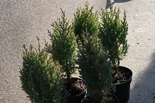 Jałowiec chiński Stricta na skalniak i taras na Arena.pl