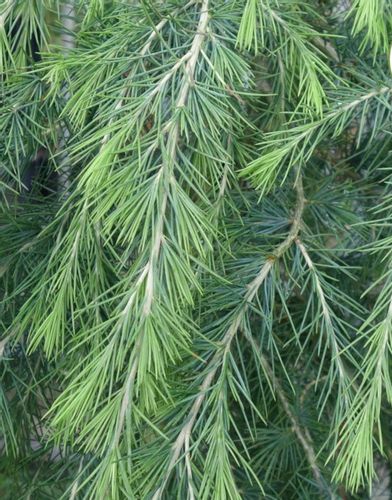 CEDR HIMALAJSKI CEDRUS - sadzonki w doniczkach na Arena.pl