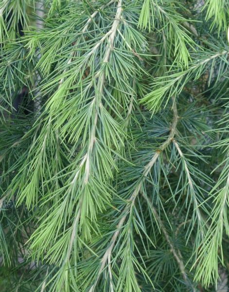 CEDR HIMALAJSKI CEDRUS - sadzonki w doniczkach zdjęcie 2