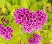 TAWUŁA JAPOŃSKA Golden Princess sadzonki  w doniczkach