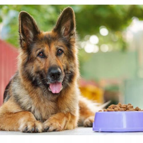 Karma sucha dla psa Ciro 10 kg wołowina wszystkie rasy Adult na Arena.pl