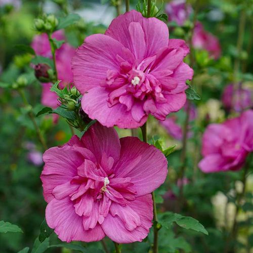 Ketmia syryjska Magenta Chiffon ® P9 E na Arena.pl