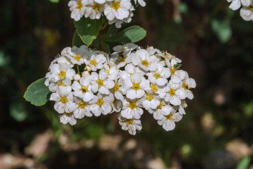Tawuła nippońska 'White Carpet' (Spiraea nipponica) Doniczka 2.0L na Arena.pl
