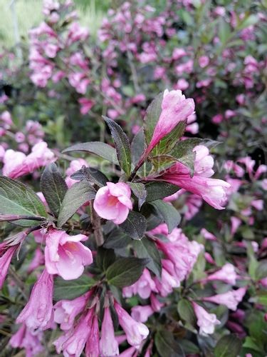 Krzewuszka cudowna Nana Purpurea dzwonkowe kwiaty na Arena.pl