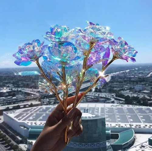 Wieczna róża tęczowa na Arena.pl