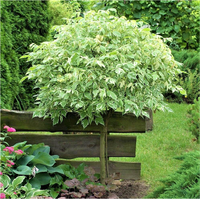 KLON kulisty jesionolistny zielony biały szczepiony - sadzonki 170 / 190 CM