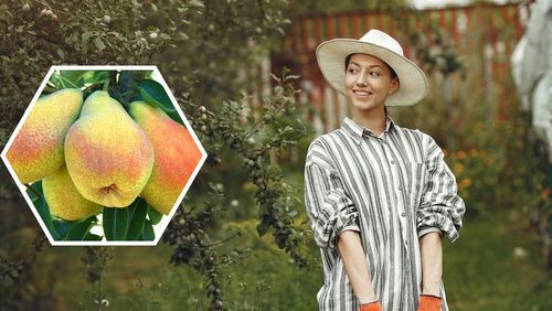 Grusza FAWORYTKA / KLAPSA słodka STARA ODMIANA klasyk sadzonka na Arena.pl