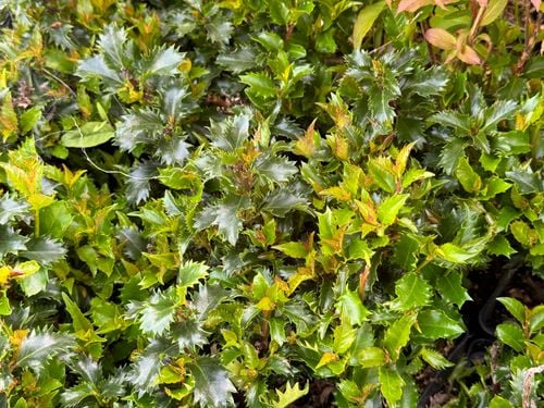 Ostrokrzew Meservy 'Little Rascal' Miniaturowy Karłowy (Ilex ×meserveae) na Arena.pl