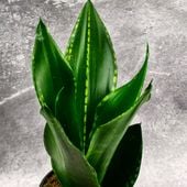 Sansevieria trifasciata GREY STRIPE UNIKATOWA przepiękna