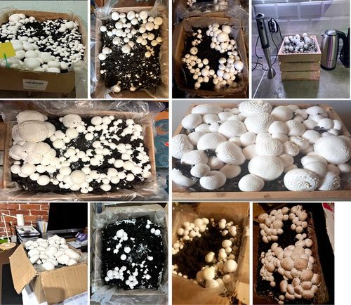 GRZYBNIA PIECZARKI BIAŁEJ BALOT PODŁOŻE 3FAZA 20KG Z BADANIAMI + na Arena.pl