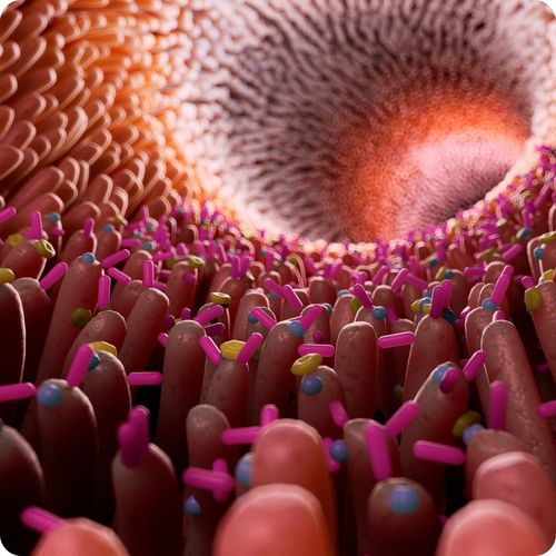 TESTOSTERON tabletki | Booster Testosteronu | Tabletki na potencje na Arena.pl