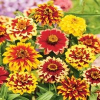 Cynia Perska Nasiona Mix Wielobarwne Pełne Rabaty Kwietniki Na Kwiaty Cięte