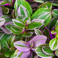 Trzykrotka tradescantia 'Sweetness' – dekoracyjna roślina doniczkowa.