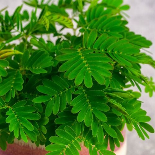 Mimosa Pudica MiMOZA wstydliwa roślinka rozmiar S Bardzo delikatna na Arena.pl