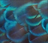 Tło do fotografii produktowej kulinarnej Flat Lay