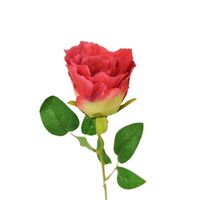 Róża pojedyncza czerwona cieniowana