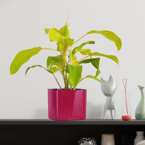 FILODENDRON MALEY GOLD  30cm na Arena.pl
